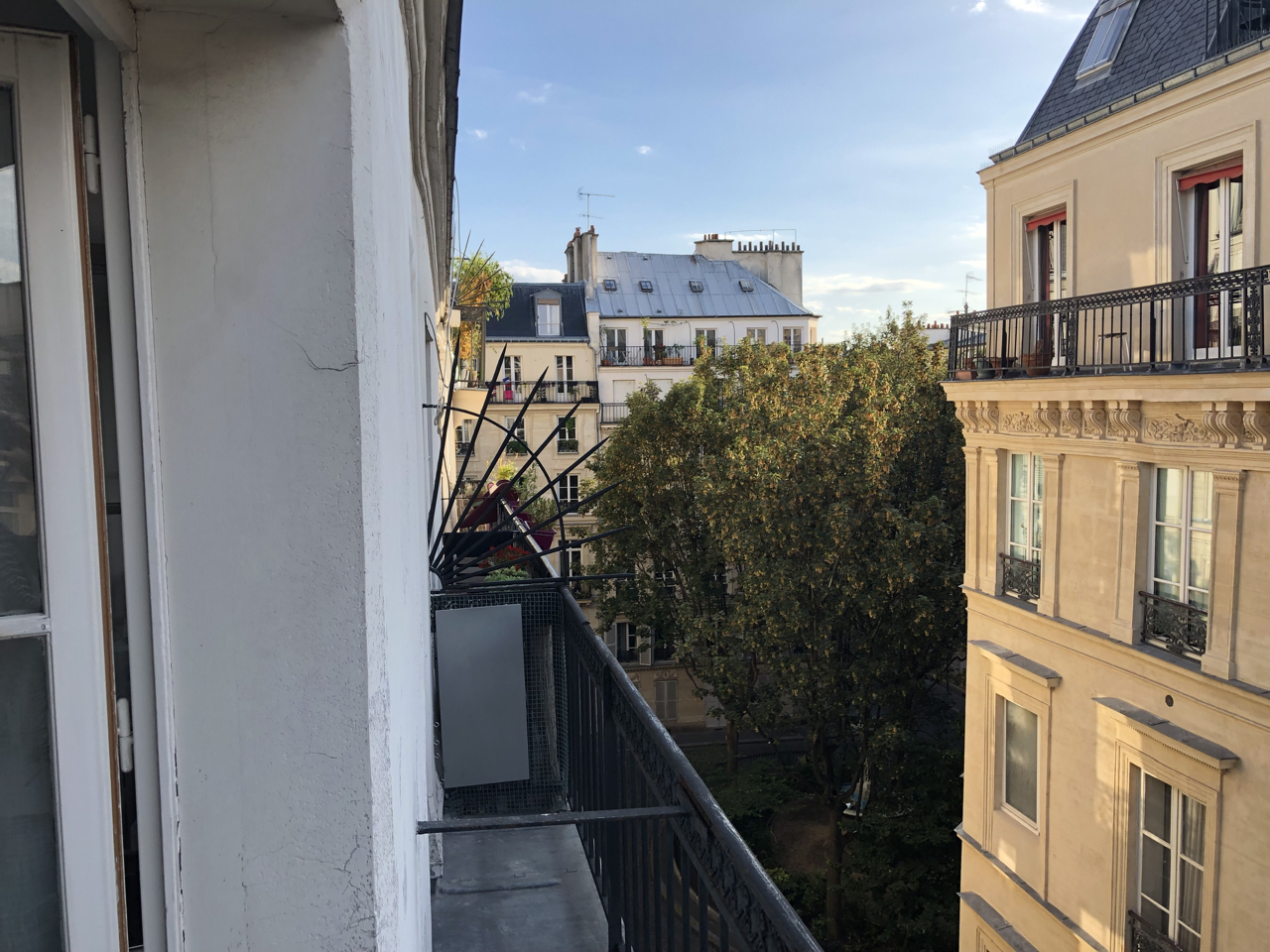 Reflexiones de un árbol de ciudad sobre el bosque encantado